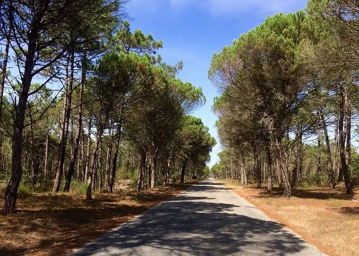 Tatil Evi Bico Flores